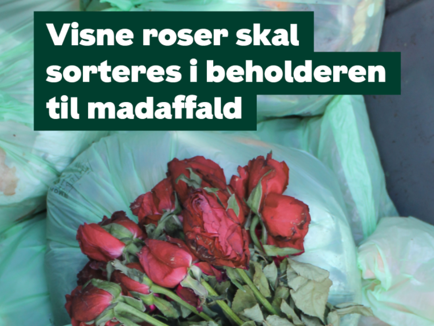 Visne roser blandt bioposer med madaffald. På billedet står følgende tekst: Visne roser skal sorteres i beholderen til madaffald.